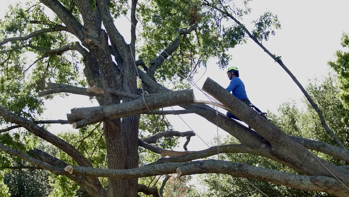 Professional Crown Thinning performed by certified arborists in Barry