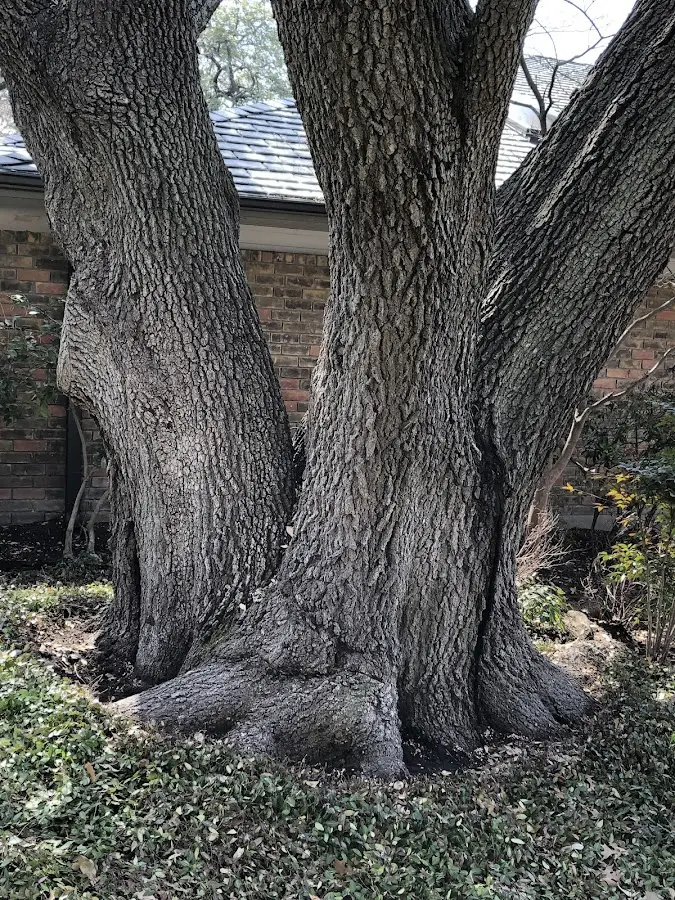 Mature heritage tree close to a Barry property cared for by certified arborists